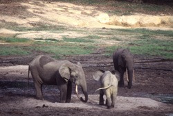 Kamerun - Zentralafrika: Flachlandgorillas und Waldelefanten im Dzanga-Sangha - Elefanten mit Jungtier