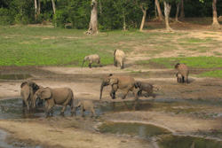 Zentralafrikanische Republik - Kongo: Regenwaldexpedition - Elefantenherde