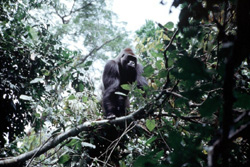 Zentralafrikanische Republik - Kongo: Regenwaldexpedition - Gorilla im Baum
