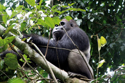 Zentralafrikanische Republik - Kongo: Regenwaldexpedition - Imposanter Gorilla