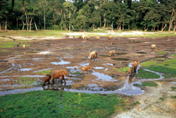 Kamerun - Zentralafrika: Flachlandgorillas und Waldelefanten im Dzanga-Sangha - Elefantenherde an der Waldkante